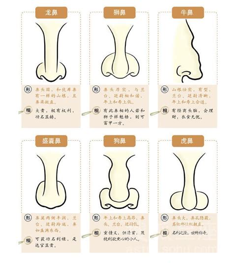 鼻子看相|鼻子看相